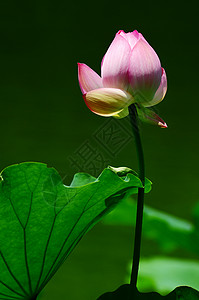 夏季池塘中的粉色荷花花苞图片