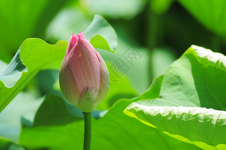 夏季池塘中的粉色荷花花苞图片