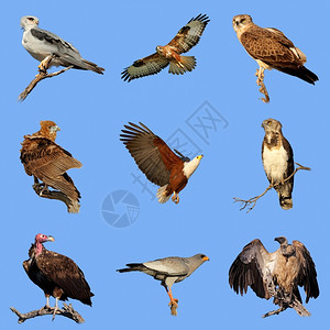 自然各种样的秃鹫收集蓝天空背景的非洲猎食鸟类各种的群集情况图片