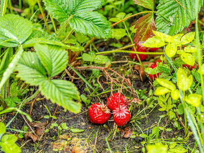 雨后草莓地里成排的植物雨后地里种草莓生长农业湿的图片