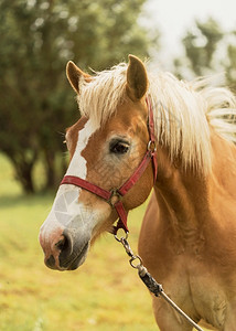 马背野外美丽的棕色马匹白驰骋图片