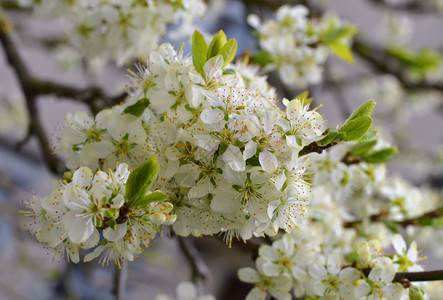 德国春天开花粉李子在你自己的花园里种李树背景