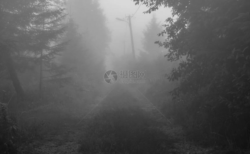 灯旅行天空农村道路有雾的晚上黑白图像森林中的雾路图片