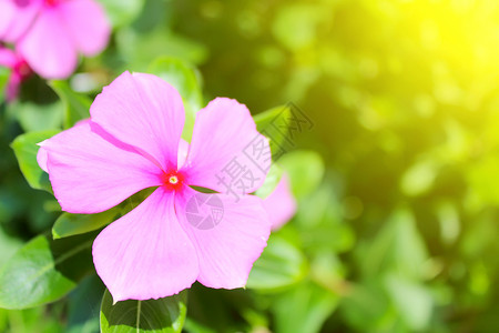 绿色颜花园中美丽的粉红色花朵图片
