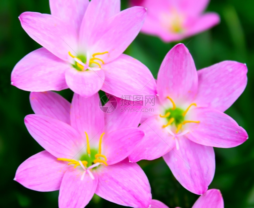 春天散景束花园中美丽的粉红色花朵图片