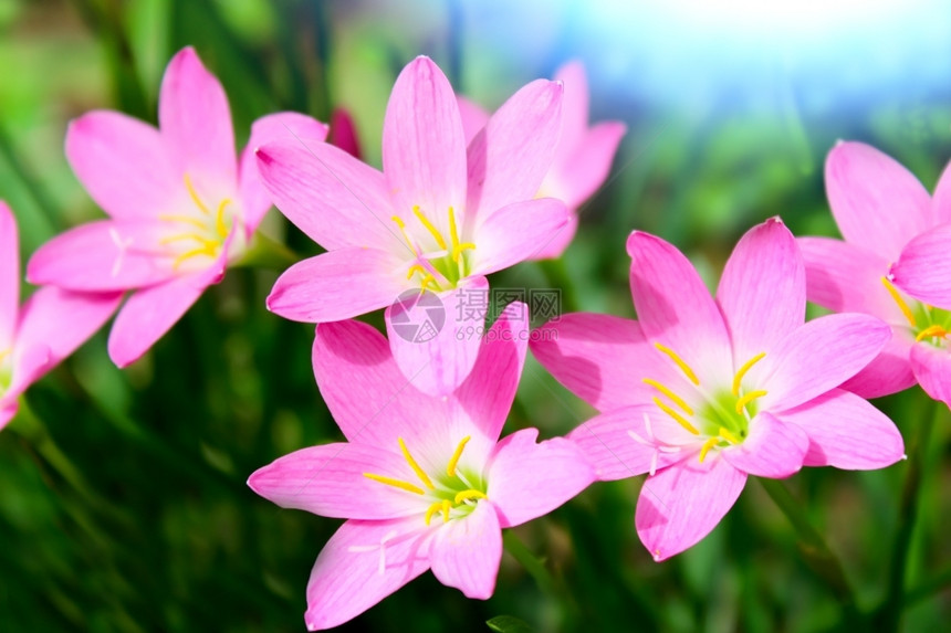 紫色的植物花园中美丽的粉红色花朵挂图片