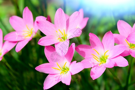 紫色的植物花园中美丽的粉红色花朵挂图片