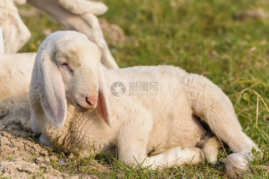 躺在草原上的羊羔肖像场地肉春天图片