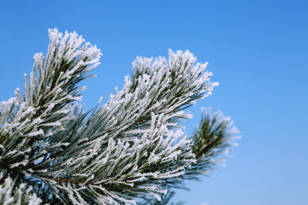 自然针叶树新年的枝冬天在白冰霜中植物群图片