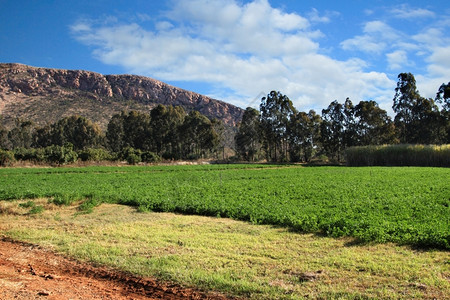 云栽培的场地灌溉下绿色紫花苜蓿或卢塞恩田图片