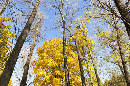 郁葱超过风景这美丽的树叶在秋季关闭了顶端的黄绿色树叶在森林上图片