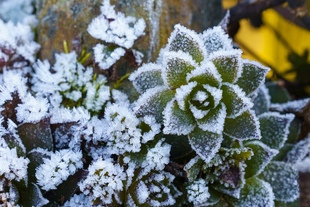 霜盖的植物图片