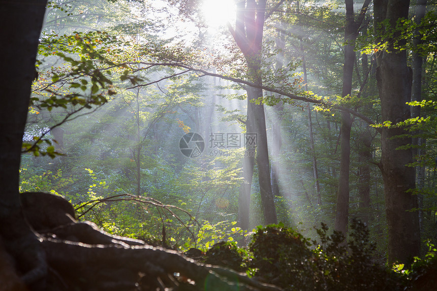 预订落下黎明时一太阳光照在森林中春天图片