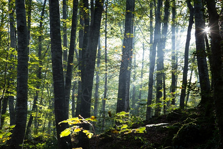 阴影户外黎明时一太阳光照在森林中木材图片