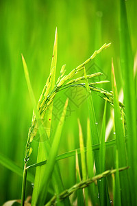 树早上的稻田谷物夏天图片