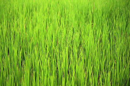 亚洲早上的稻田春天美丽图片
