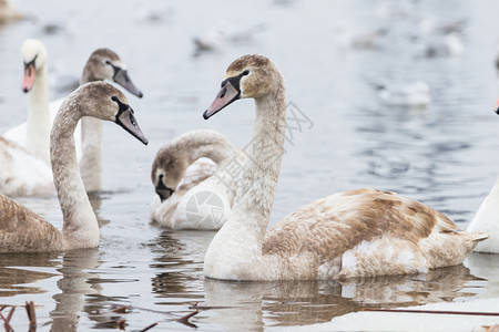 冬天河上年轻的鹅食物一种鸟类学图片