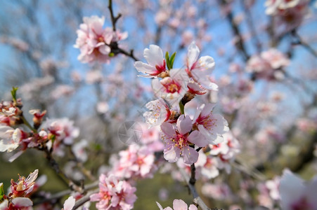植物群公园浅的春时盛开杏仁树枝和粉红色花朵春时盛开的杏仁树花和粉红色图片