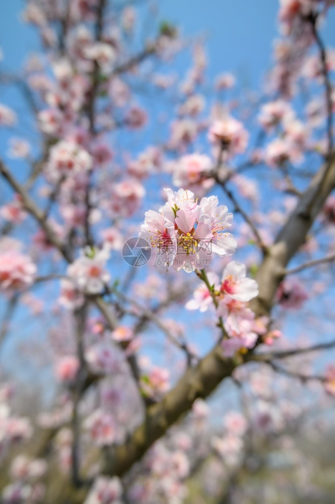 绽放行进自然春时盛开的杏仁树枝和粉红色花朵春时盛开的杏仁树花和粉红色图片