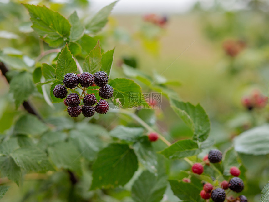树叶分支有机黑莓灌木种植有机浆果特写成熟黑莓在果园里有机黑莓灌木种植有机浆果特写的图片