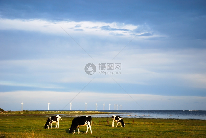 风车活力环境的在波罗海瑞典群岛奥兰沿海放牧牛和风力涡轮机2486图片