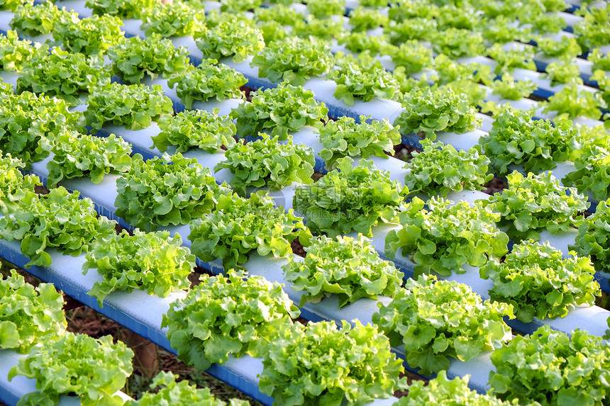 叶子温室颜色水栽培植物农场的图象图片