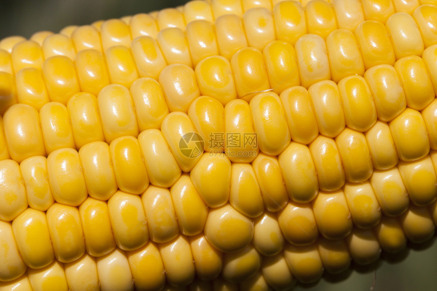 粮食外壳有机的开阔玉米耳朵有美丽的鲜黄色新谷物在农业田里夏季节玉米耳朵田图片