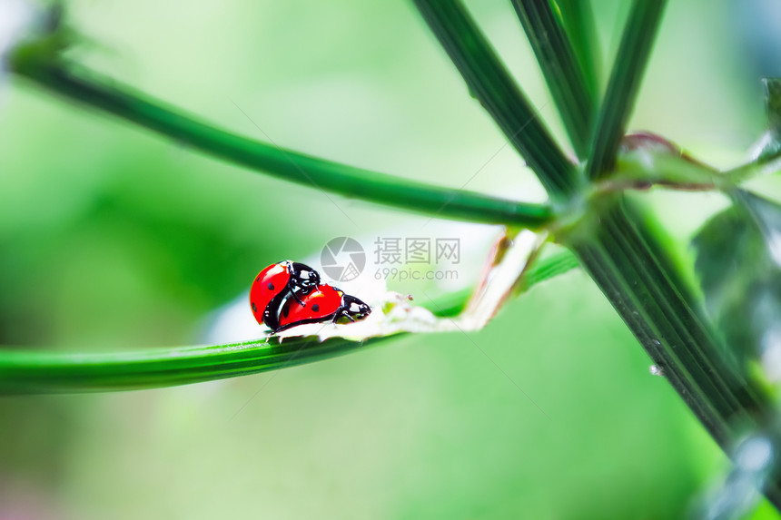 一种生物学对在阳光明媚的日子里在植物干上的母虫们在青绿的选取焦点中拉拔图片