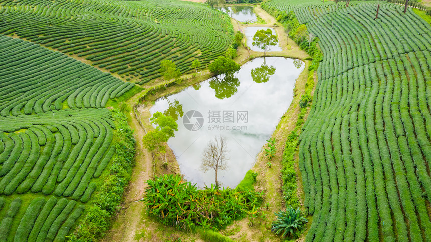 山上绿色茶园图片