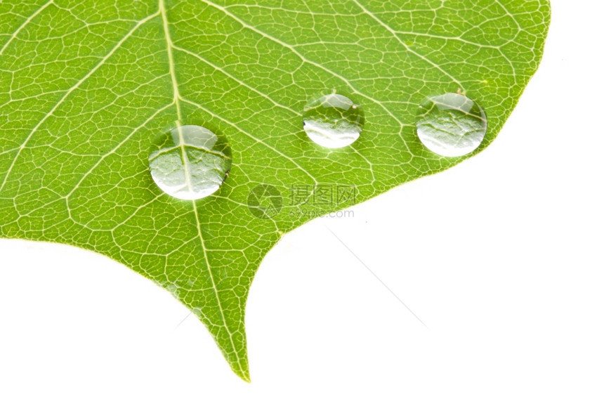 新的花园露绿色叶透明水滴孤立在白色背景自然概念上图片