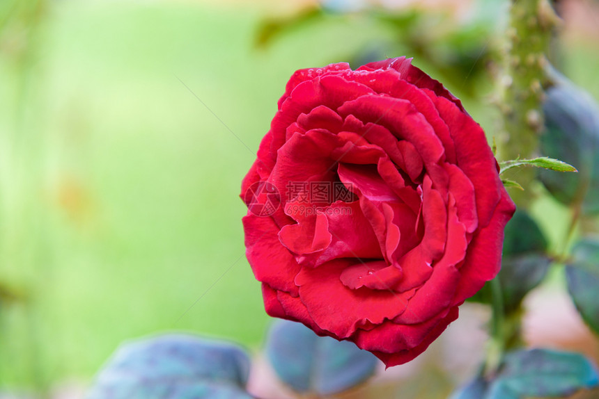 雨滴单身的植物群在花园树枝上绽放特写红玫瑰为背景在树枝上绽放图片