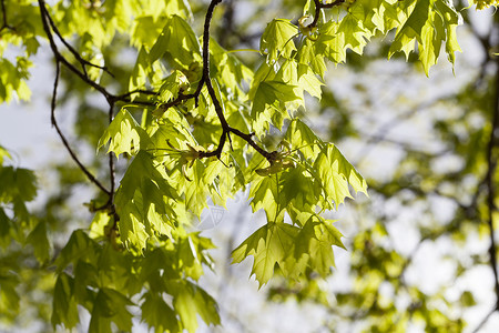 欧洲发光的青绿树叶春芽林中阳光照亮了初叶树的鲜花热图片