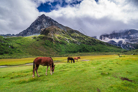稻城山亚丁自然保护区的马在四川道成一幅有名的风景藏图片