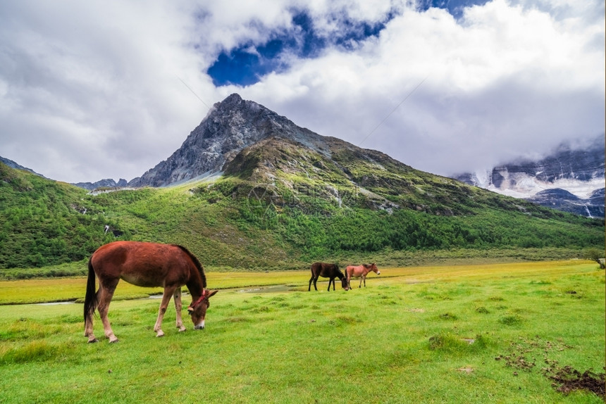 藏预订高地亚丁自然保护区的马在四川道成一幅有名的风景图片