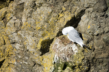 黑腿多岩石的Rissatridactyla在法罗群岛的巢穴上动物图片