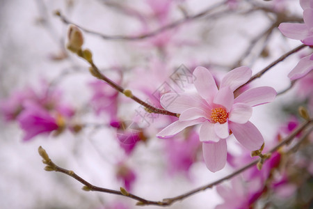 植物群新鲜的玉兰木花朵一粉红色花图片