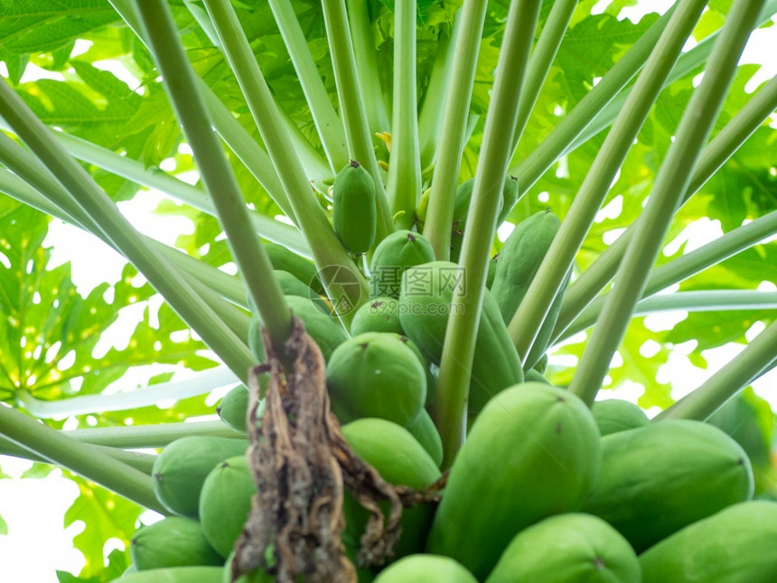 食物亚洲木瓜树上有一组原荷兰木瓜果有机耕作概念注意为有机种植健康图片