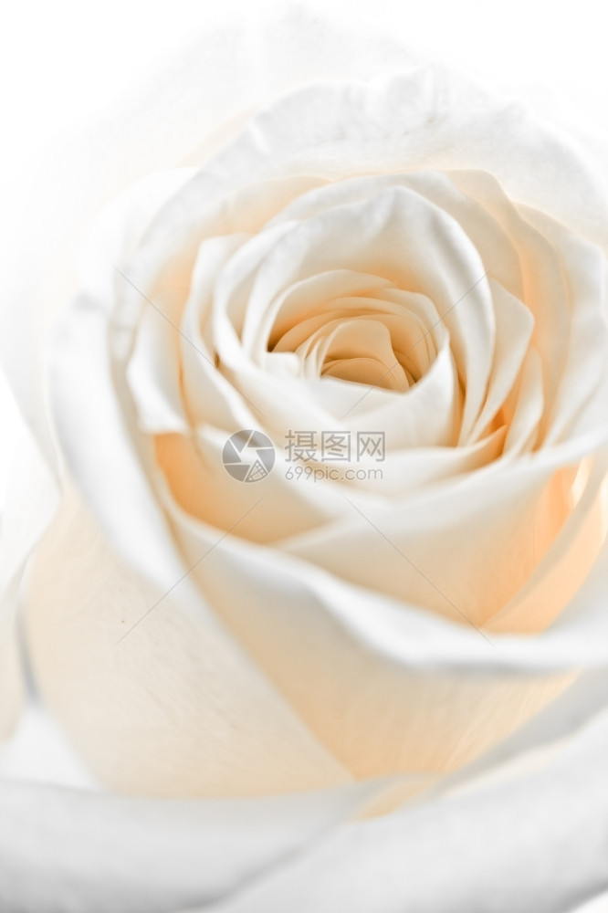 白色玫瑰花瓣图片