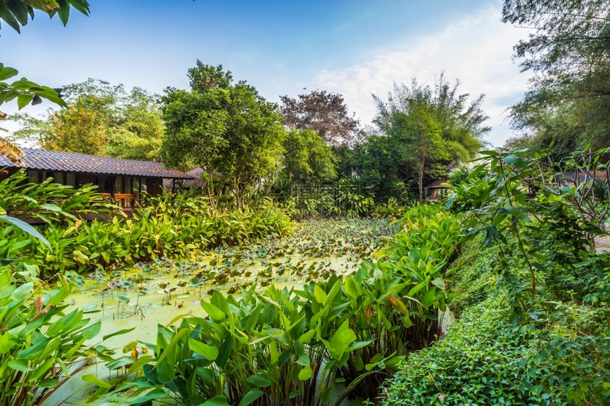 早晨北碧府红色的在泰国Kanchanaburi北部的清晨用绿树和小棚屋环绕着绿树和小茅屋的莲花池塘图片