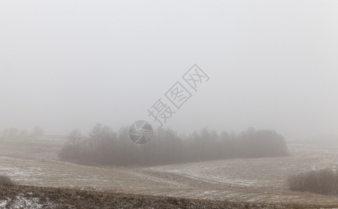 分支美丽冬季风雪雾农业田和地平线森林的冬季风雨十二月图片