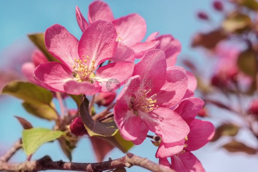 花园粉红苹果树的分枝阳光明媚春天树木花朵图片