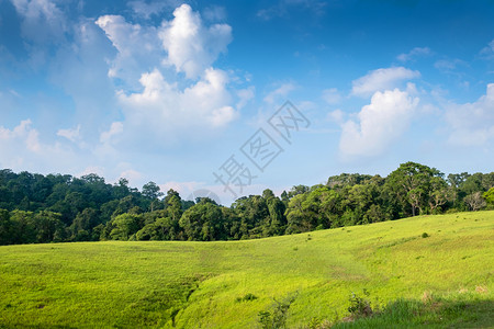 春天阳光明媚的森林草地蓝天背景的美丽草地在森林中季节场景图片
