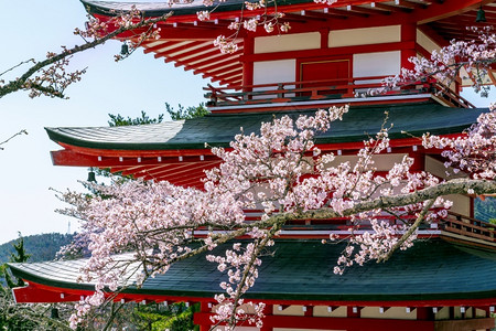二宝藤日本樱花和红塔河口湖宝节日背景