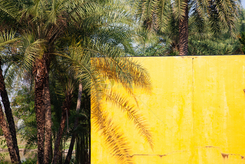 假期树叶黄墙上的棕榈树阴影绿色图片