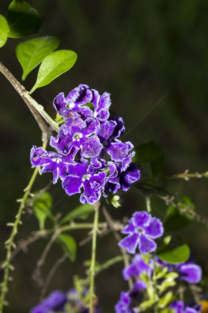 杜兰塔用5个花瓣的紫金场地泰国图片