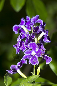 杜兰塔用5个花瓣的紫草本植物新鲜的绽放图片