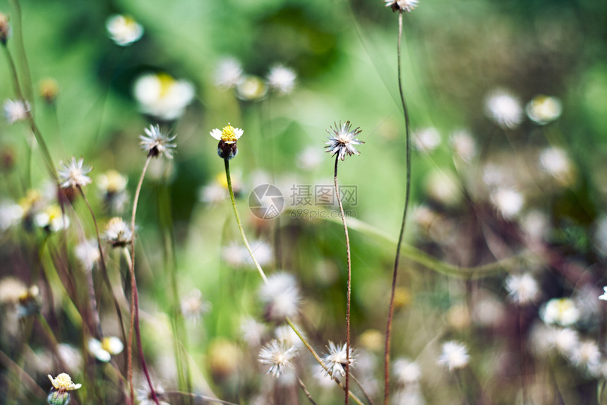 选择地聚焦于小型白草花植物随着风向摇动田野深浅背景模糊缩小美丽开花绿色图片
