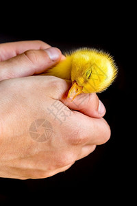 动物蓬松的人类手中新生黄鸭在黑背景上被孤立黄色的图片
