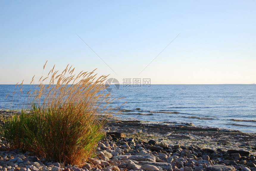 风景黄色的由瑞典群岛奥兰平坦的板岩石海岸制成的金草植物景观图片