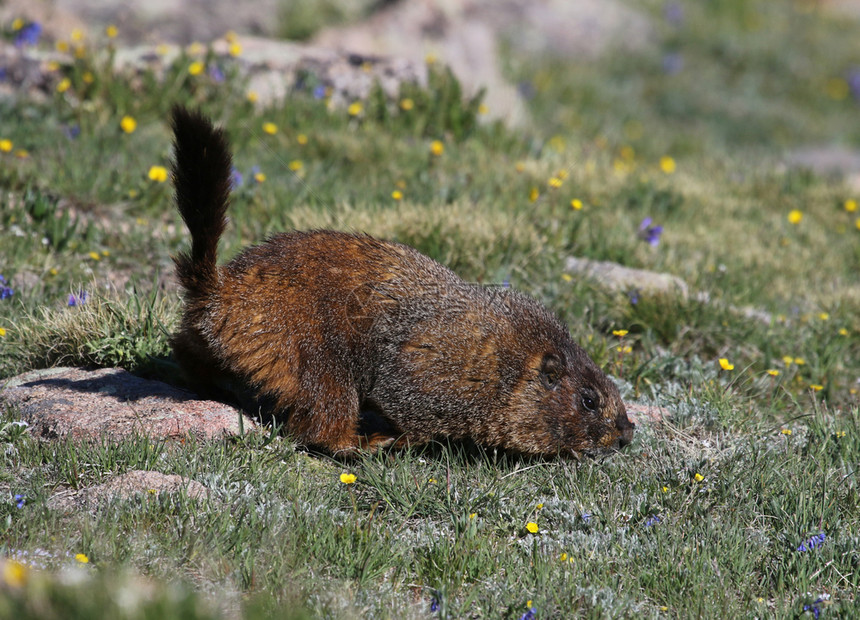 旱獭一只黄腹土拨鼠Marmotaflaviventris站在高海拔草地上拍摄于美国科罗拉多州落基山公园就在TrailRidgeR图片